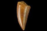 Serrated, Raptor Tooth - Real Dinosaur Tooth #160028-1
